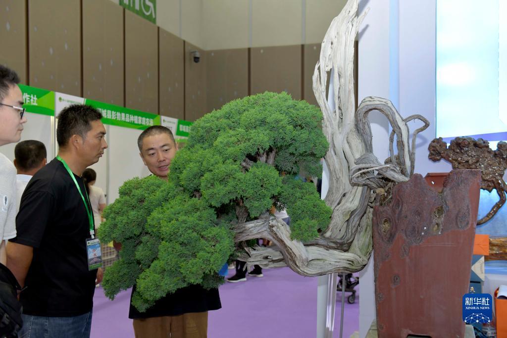 菠萝休闲娱乐